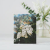 Weiße Fliederblüten mit Regenbogen-Leuchten, Grußk Postkarte (Stehend Vorderseite)