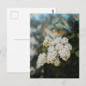 Weiße Fliederblüten mit Regenbogen-Leuchten, Grußk Postkarte (Vorne/Hinten)