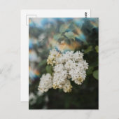 Weiße Fliederblüten mit Regenbogenflare, Grußkarte Postkarte (Vorne/Hinten)