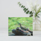 Weiße Flügeltaube Postkarte (Stehend Vorderseite)