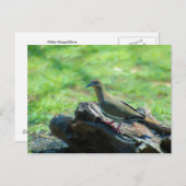 Weiße Flügeltaube Postkarte (Vorne/Hinten)