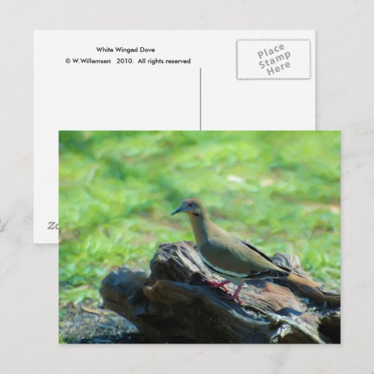 Weiße Flügeltaube Postkarte (Vorne/Hinten)