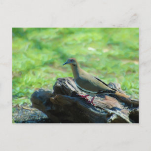 Weiße Flügeltaube Postkarte