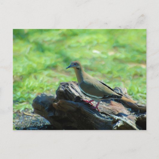 Weiße Flügeltaube Postkarte (Vorderseite)