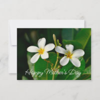 Weiße Frangipani-Karte