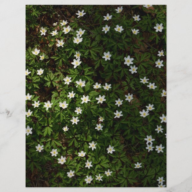 Weiße Frühlingsblumen im Wald Scrapbook Papier (Vorderseite)