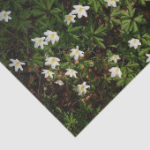 Weiße Frühlingsblumen im Wald Seidenpapier (Detail)