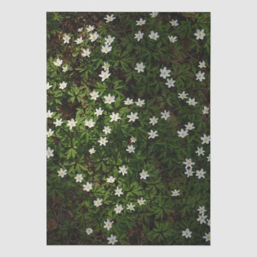 Weiße Frühlingsblumen im Wald Seidenpapier (Vorderseite)