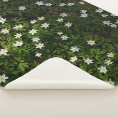 Weiße Frühlingsblumen im Wald Sherpadecke (3/4)