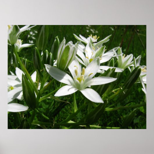 weiße Frühlingsblumen Poster (Vorne)