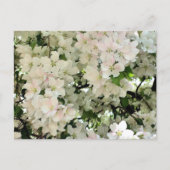 Weiße Frühlingsblüten Blumenfotografie Postkarte (Vorderseite)