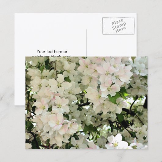 Weiße Frühlingsblüten Blumenfotografie Postkarte (Vorne/Hinten)