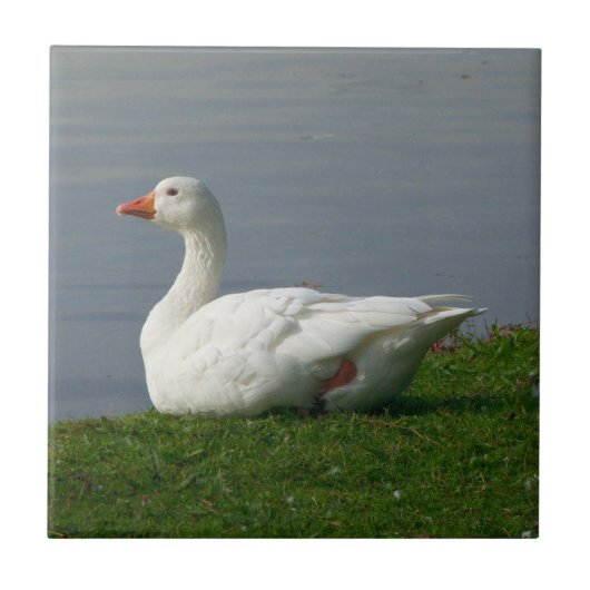 Weiße Gans Fliese (Vorderseite)