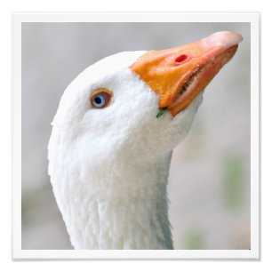 Weiße Gans Fotodruck