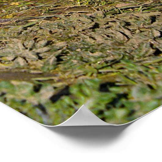 Weiße Gänse auf Gras Poster (Ecke)