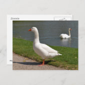 Weiße Gänse in der Nähe des Teiches Postkarte (Vorne/Hinten)