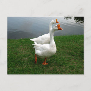 Weiße Gänse Original Wildlife-Fotografie Postkarte
