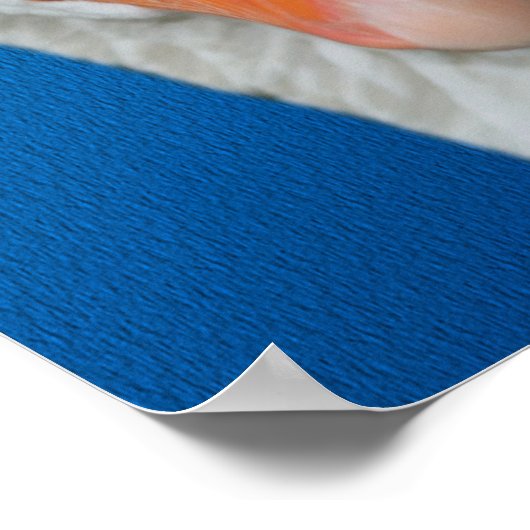 Weiße Gänse Poster (Ecke)