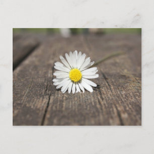 Weiße Gänseblümchen-Blume Postkarte