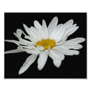 Weiße Gänseblümchen-Blume Regentropfen 8x10 Fotodruck