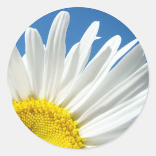 Weiße Gänseblümchen-Blumenaufkleber Blaue Himmel F Runder Aufkleber