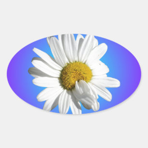 Weiße Gänseblümchen-Blumenflorale lila blaue Abstu Ovaler Aufkleber