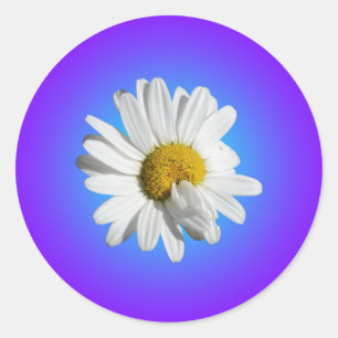 Weiße Gänseblümchen-Blumenflorale lila blaue Abstu Runder Aufkleber