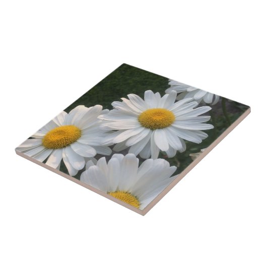 Weiße Gänseblümchen Fliese (Seite)