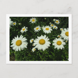 weiße Gänseblümchen frohen Geburtstag Postkarte