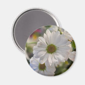 Weiße Gänseblümchen-Magnet Magnet (Vorderseite/Rückseite)