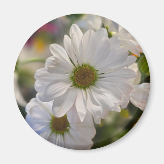Weiße Gänseblümchen-Magnet Magnet