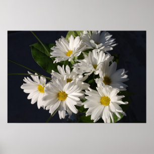 Weiße Gänseblümchen-Plakat Poster