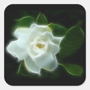 Weiße Gardenia-Blumen-Pflanze Quadratischer Aufkleber