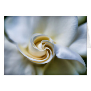 Weiße Gardenia-Illustration