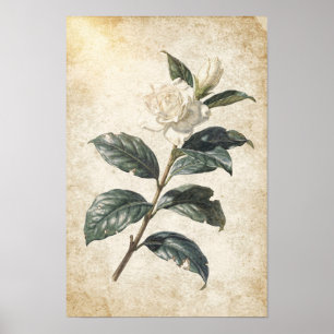 Weiße Gardenie Botanische Studie auf Elfenbein Poster