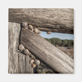 Weiße Gartenschnecken (Theba pisana) im Estivation Magnet
