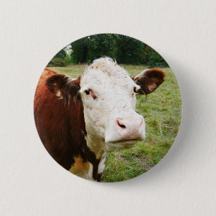 Weiße gegenübergestellte Rindfleisch-Kuh Button