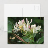 Weiße Gelbe Geißblatt Gute Besserung Postkarte (Vorne/Hinten)