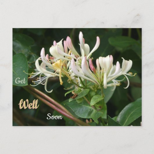 Weiße Gelbe Geißblatt Gute Besserung Postkarte (Vorderseite)