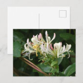 Weiße Gelbe Honigsuckle DIY Postkarte (Vorne/Hinten)