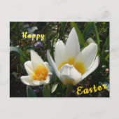 Weiße Gelbe Tulips Happy Oster Postkarte (Vorderseite)
