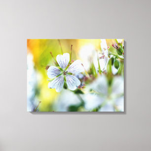 Weiße Geranienblüte blühende Sommer Szene Foto Leinwanddruck