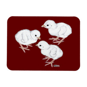 Weiße Guinea-Küken Magnet