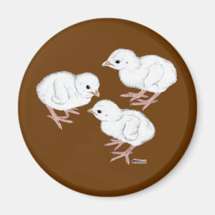 Weiße Guinea-Küken Magnet