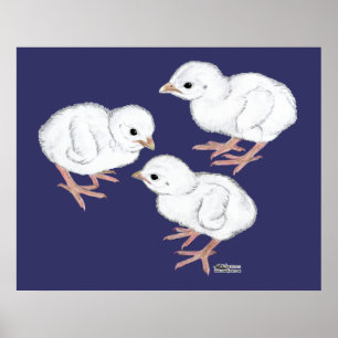 Weiße Guinea-Küken Poster