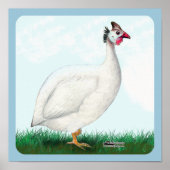 Weiße Guinea Poster (Vorne)