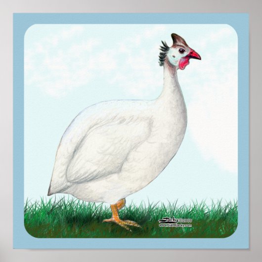 Weiße Guinea Poster (Vorne)