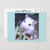 Weiße Hamster Postkarte (Vorne/Hinten)