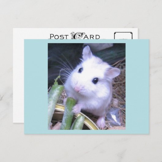 Weiße Hamster Postkarte (Vorne/Hinten)