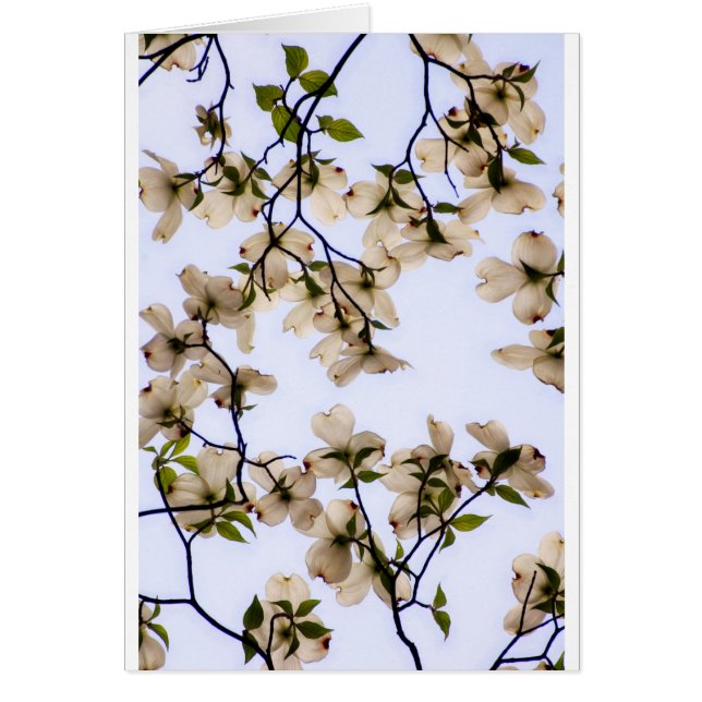 Weiße Hartriegel-Blüte (Vorne)